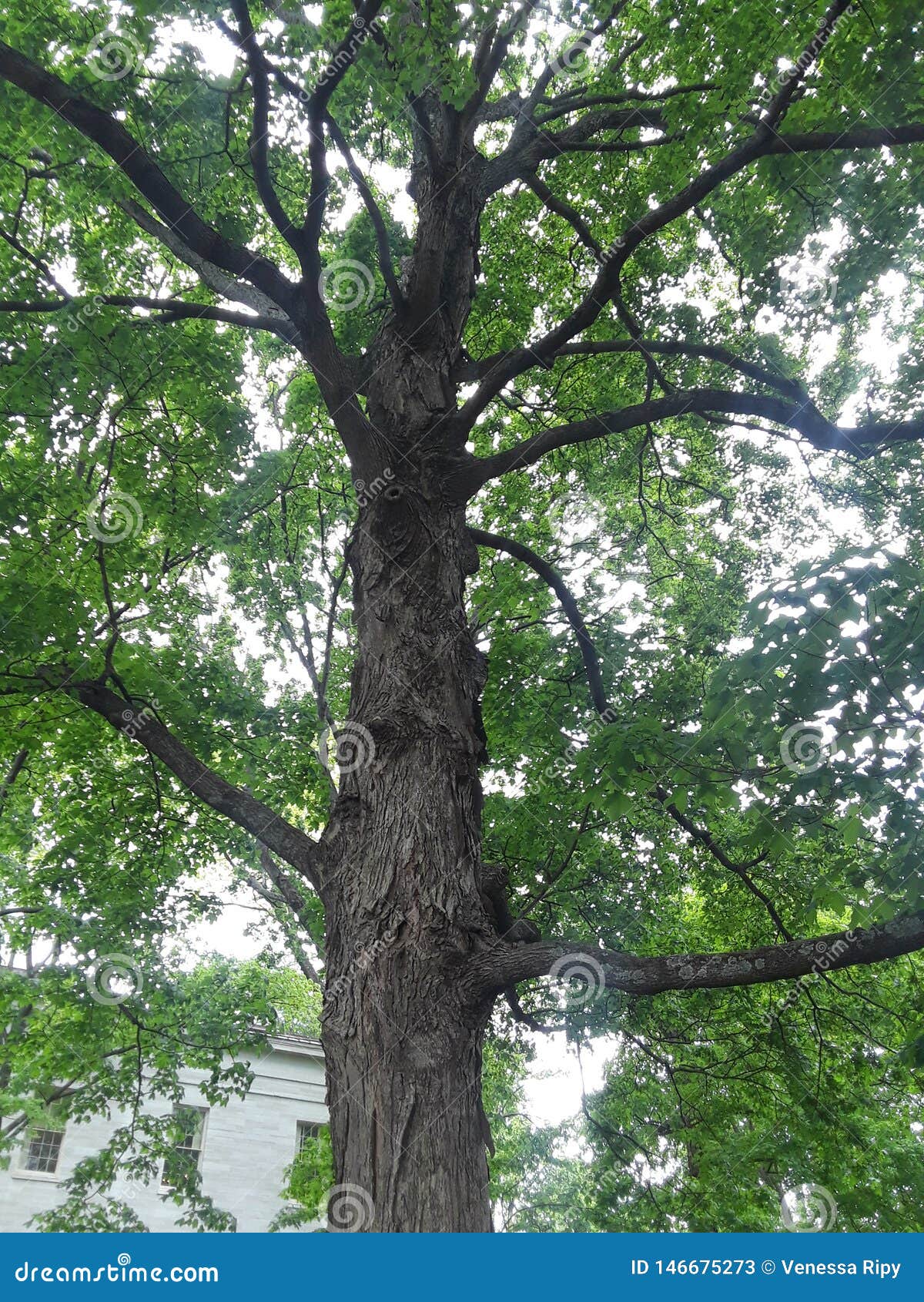Oak Tree Old State Capitol Lawn Kentucky Stock Image Image of capitol