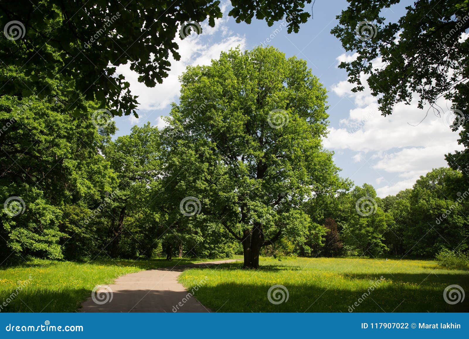 Oak tree in park stock photo. Image of leaves, landscape - 117907022