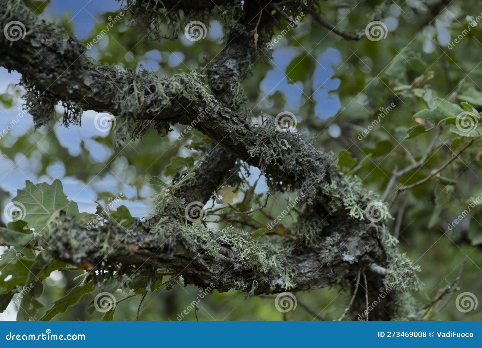 The Oak Tree, Quercus Pubescens, Grows in the Highlands. Relic Tree Oak