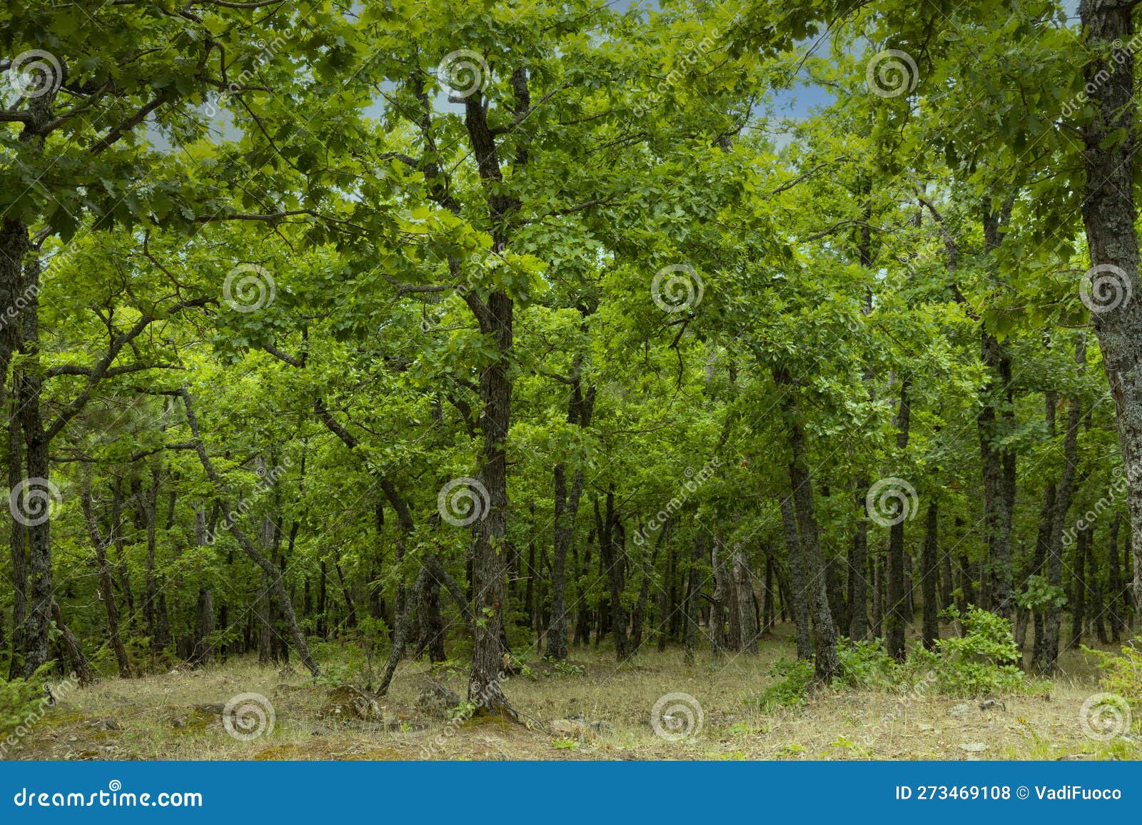The Oak Tree, Quercus Pubescens, Grows in the Highlands. Relic Tree Oak