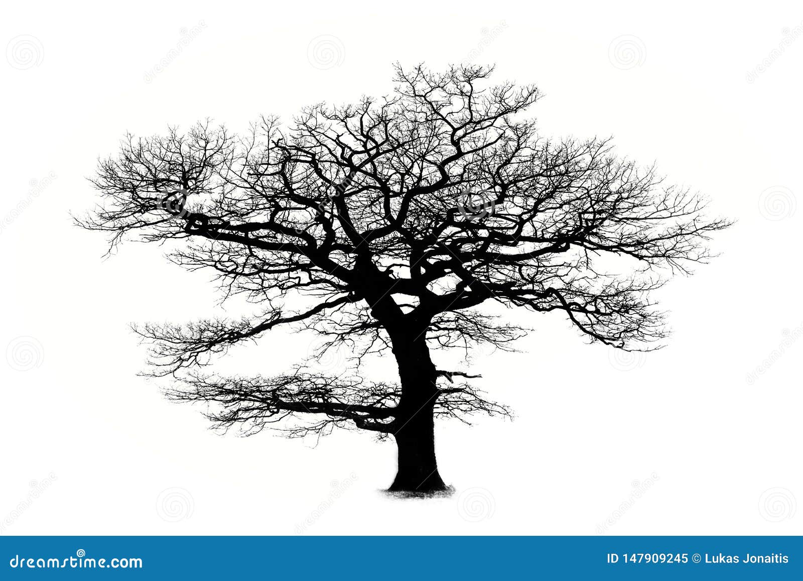 white oak tree drawing