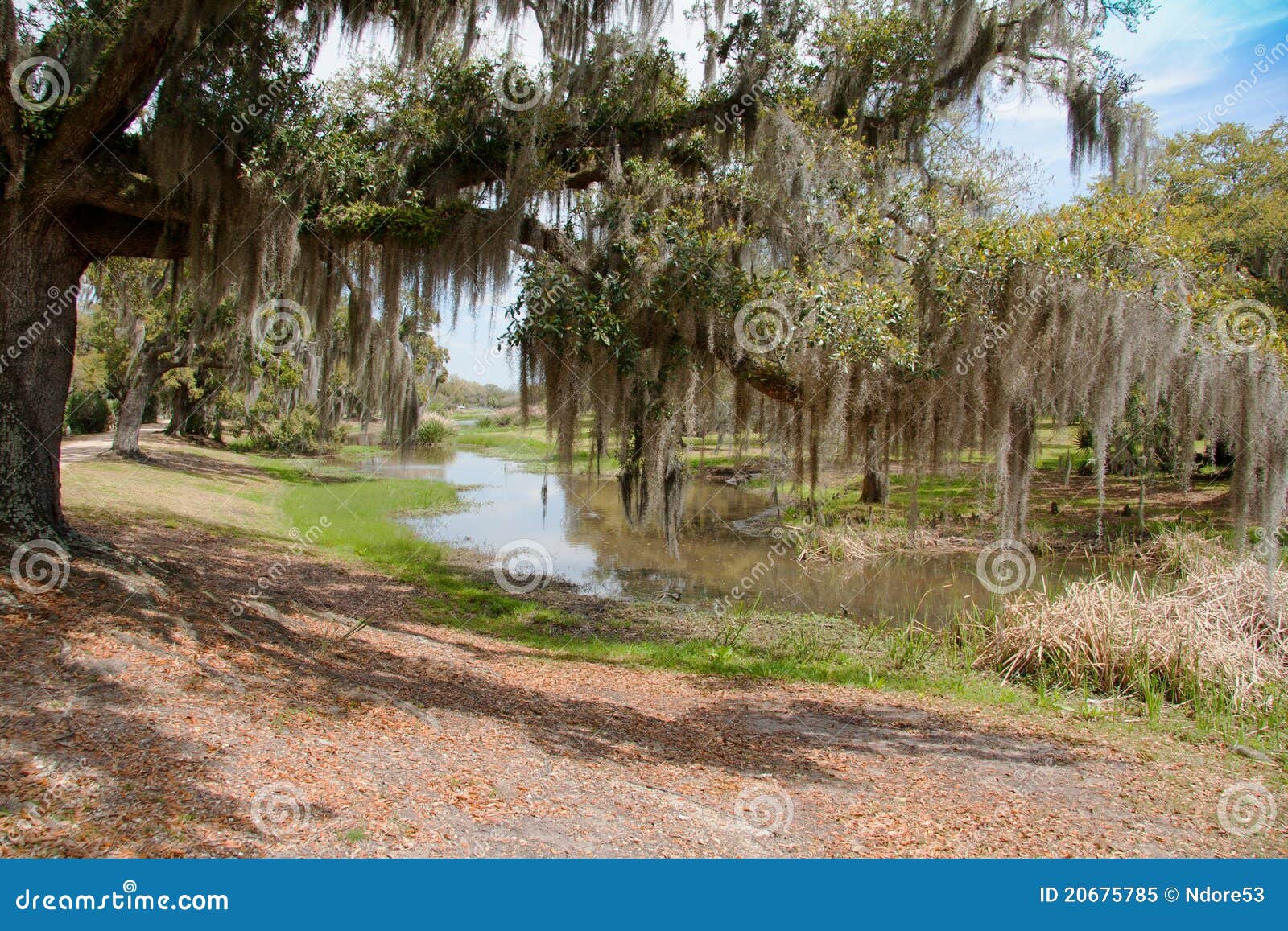 Oak Tree with Spanish Moss stock image. Image of travel 20675785