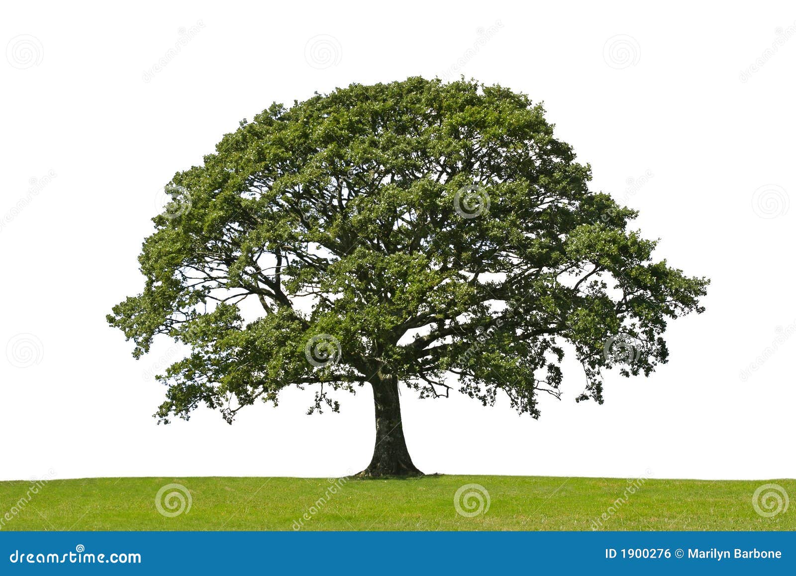 oak tree,  of strength