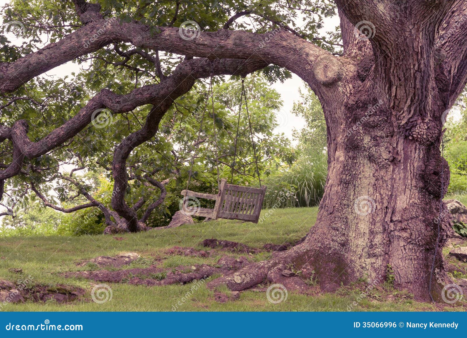 Oak Tree Royalty Free Stock Image Image 35066996