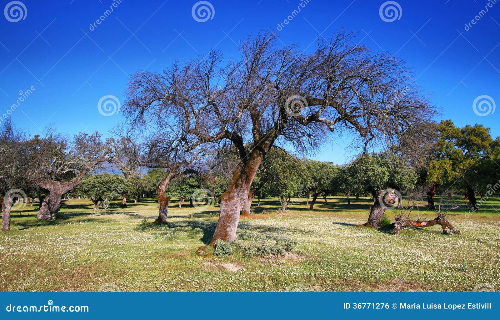 Oak trees stock photo. Image of plant, extremadura, nature 36771276