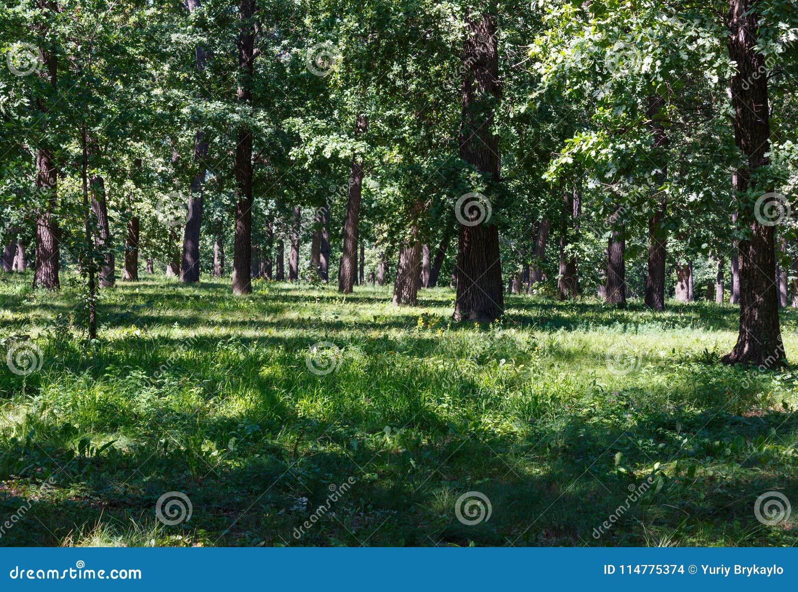 Oak Trees in Summer Green Grassy Park Stock Photo - Image of green ...
