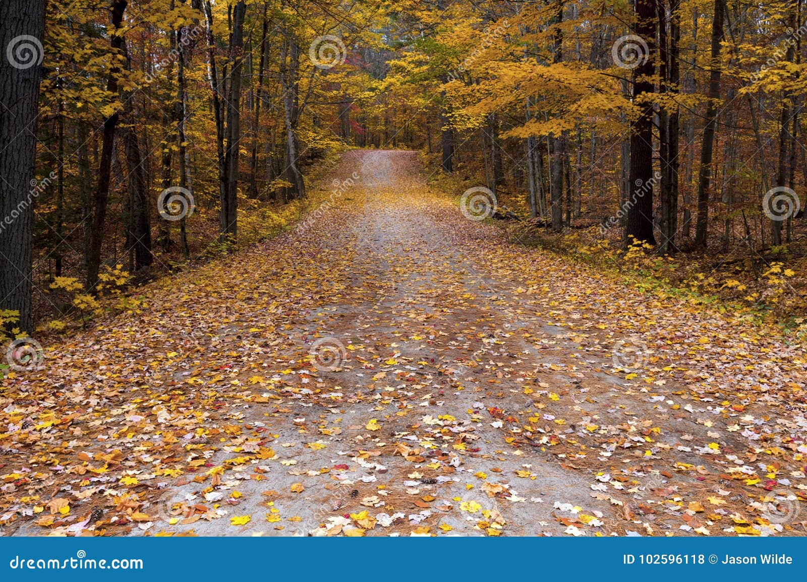 Fall Colours in Ontario Canada Giant Oak Trees Stock Photo Image of