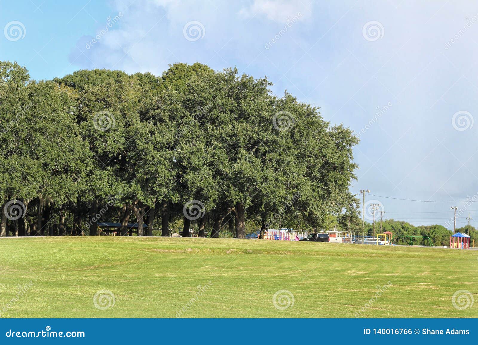 Louisiana Oak Trees stock photo. Image of golden, natural 140016766