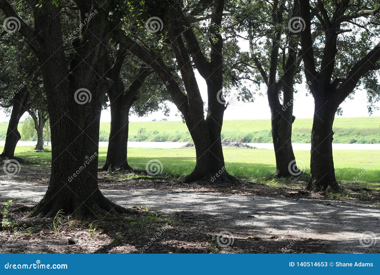 Louisiana Oak Trees stock image. Image of trees, states 140514653