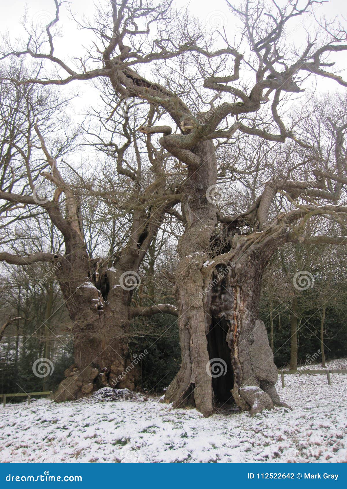 Cold Oak Trees stock photo. Image of cold, winter, snow 112522642