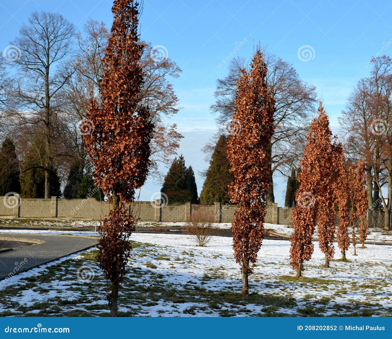 oak very elegant with its strictly columnar, narrower growth and its half size compared to the original species allows it to be pl