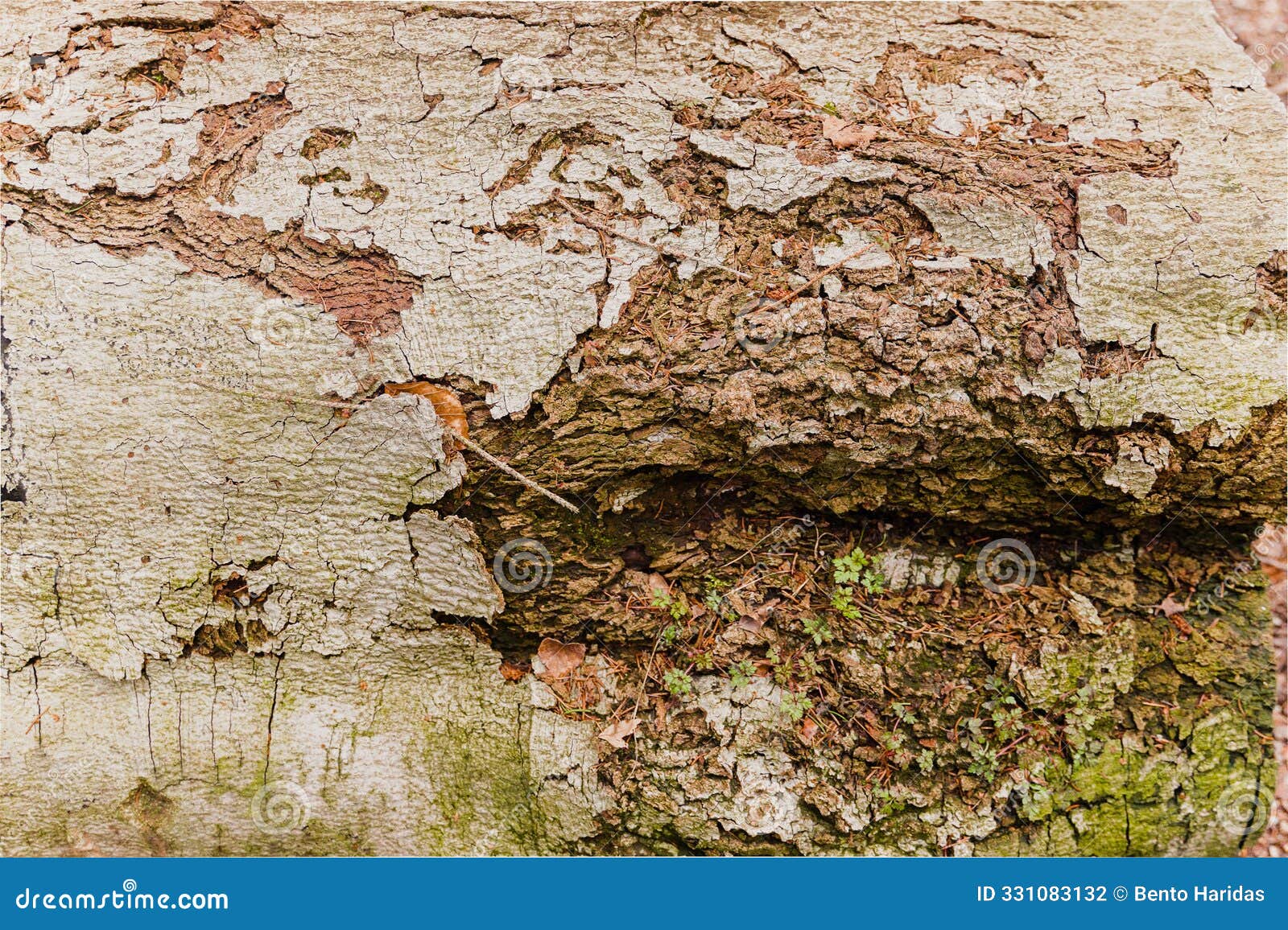 oak wood trunk structure texture