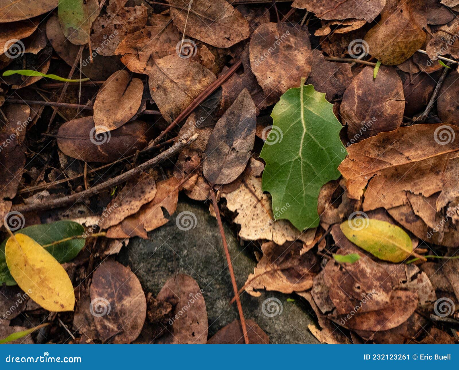 Oak Woodland Forest Leaf Litter with Green Live Oak Leaf Stock Image Image of northern