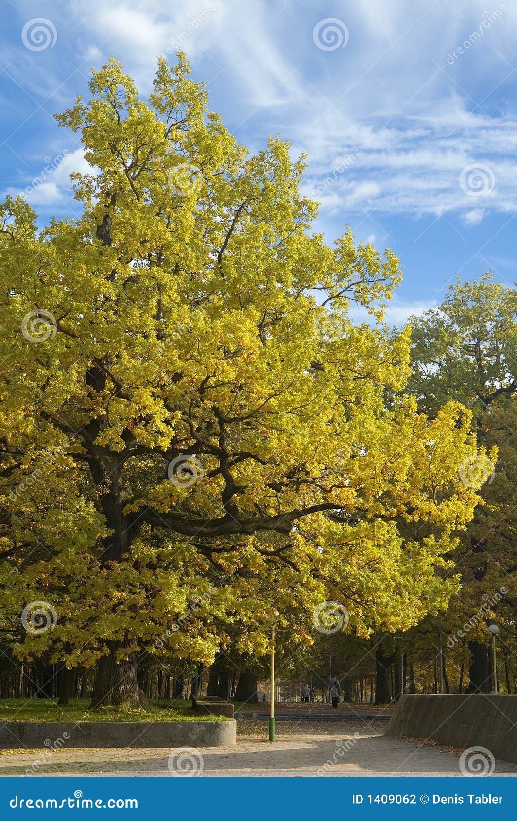 Oak with yellow leaves stock photo. Image of freeze, glisten 1409062