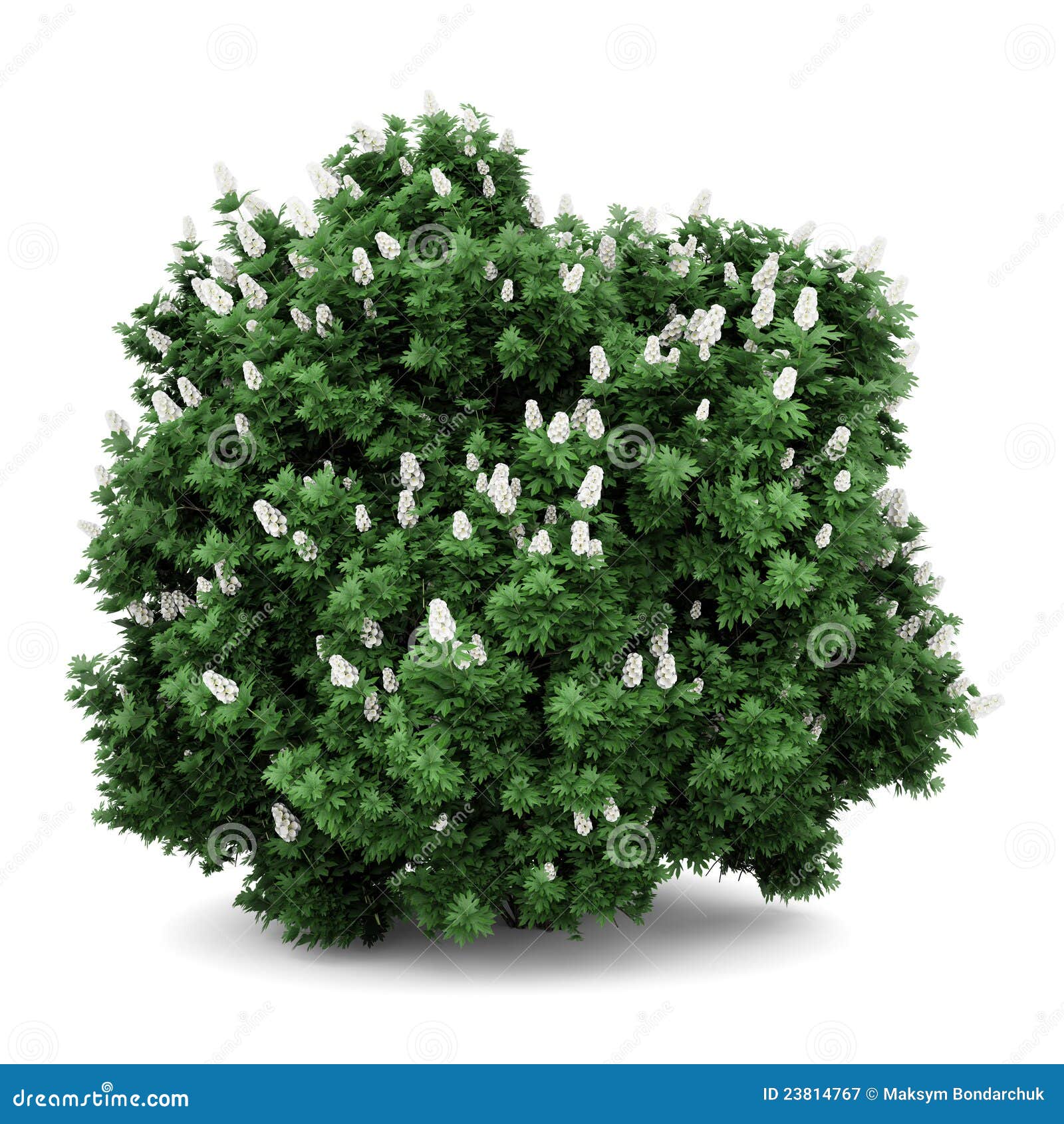 Oakleaf Hydrangea Bush Isolated On White Stock Illustration