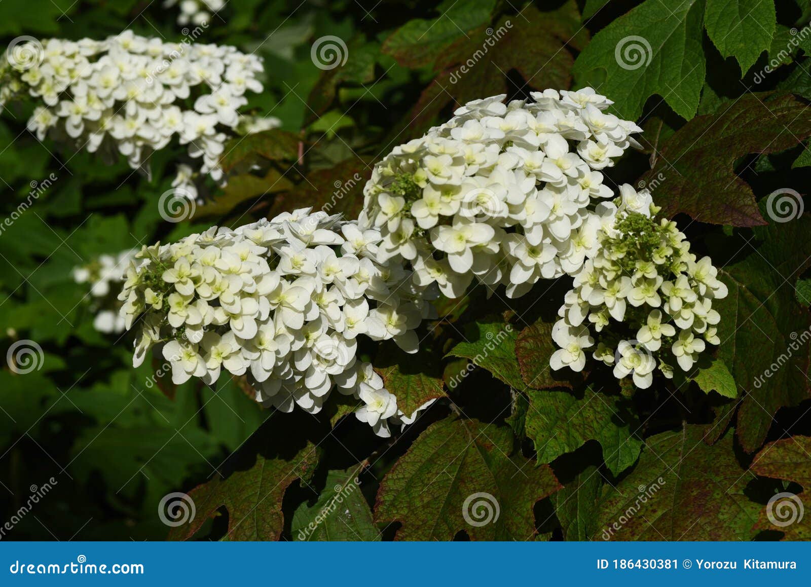 Oakleaf Hydrangea Hydrangea Quercifolia Snow Flake Stock Image Image Of Cluster Background 186430381