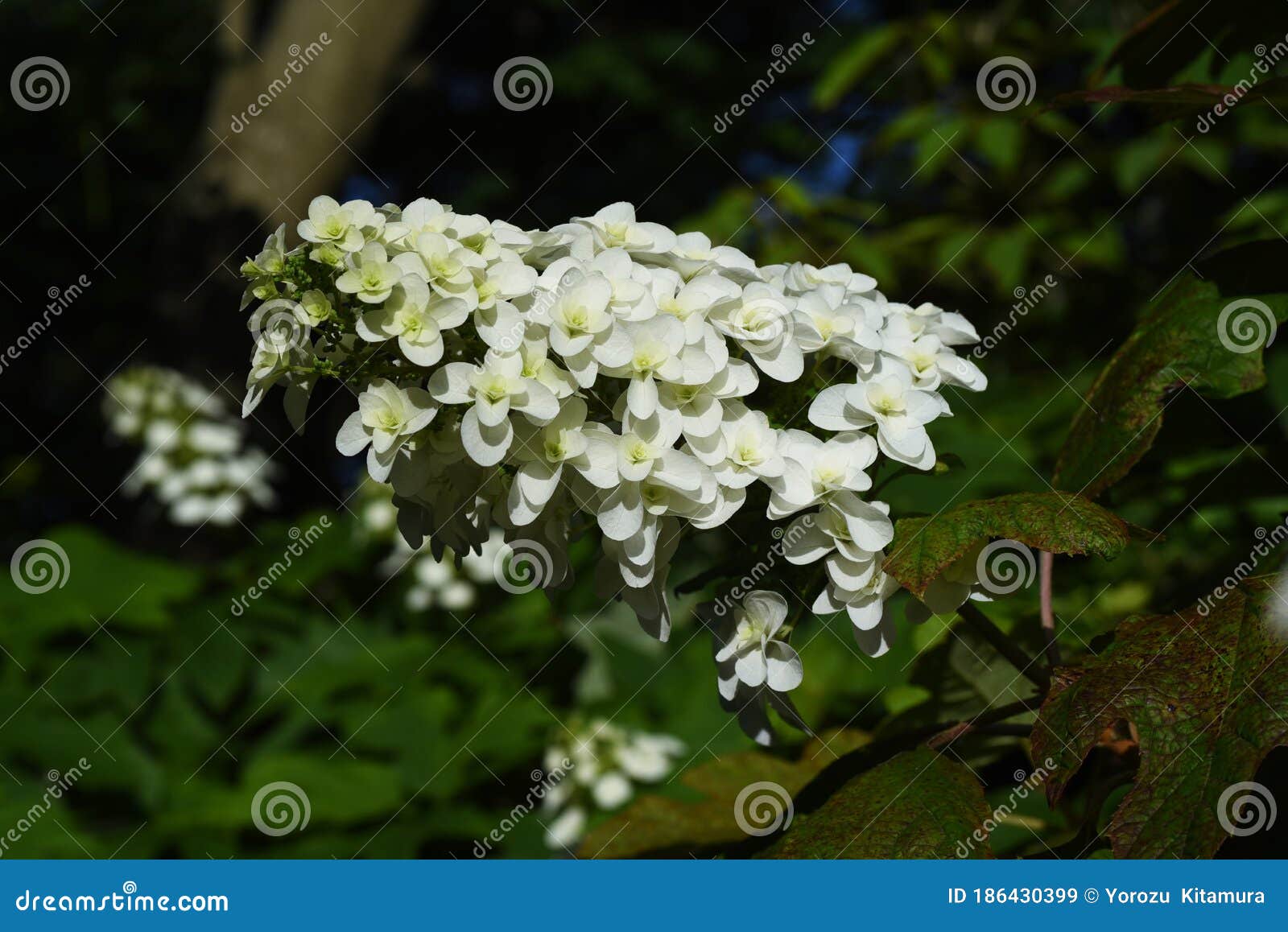 Oakleaf Hydrangea Hydrangea Quercifolia Snow Flake Stock Image Image Of Blossom Flora 186430399