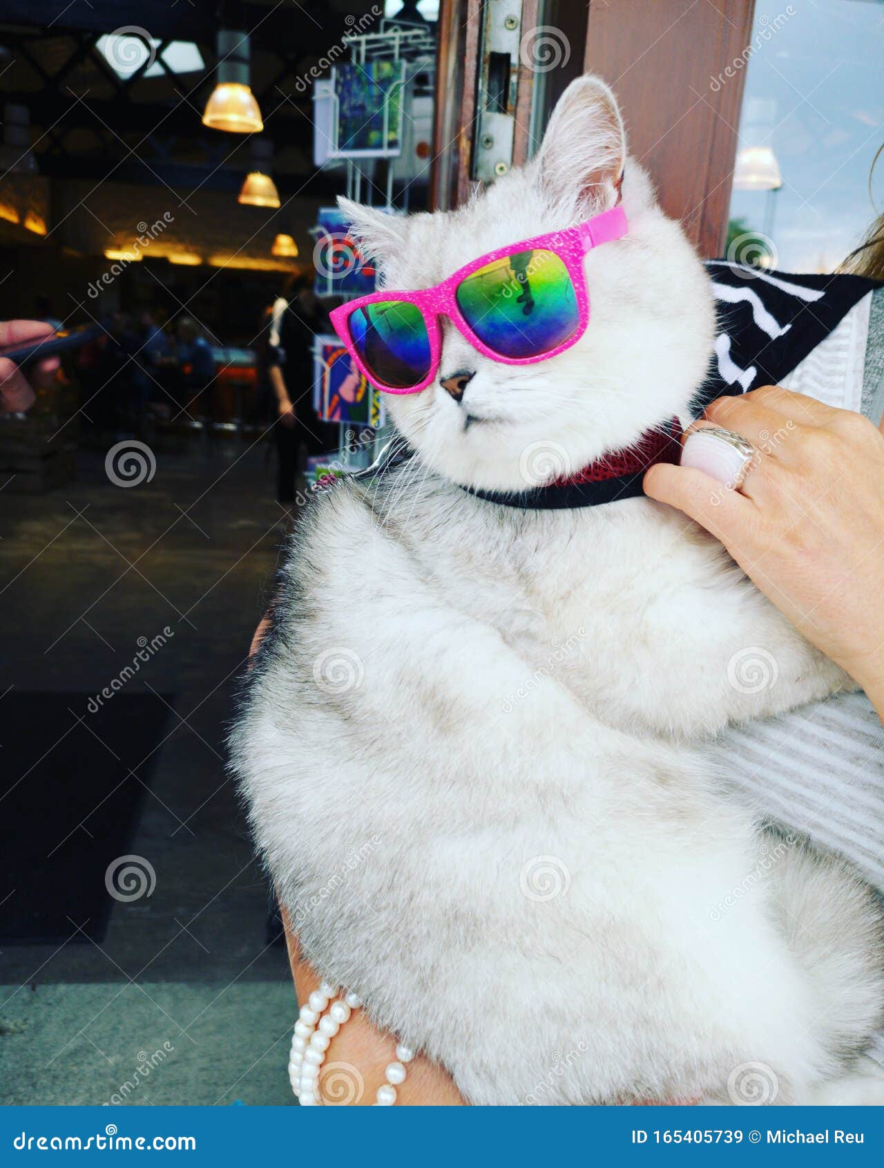 oakley sunglasses, funny cat, howth ireland