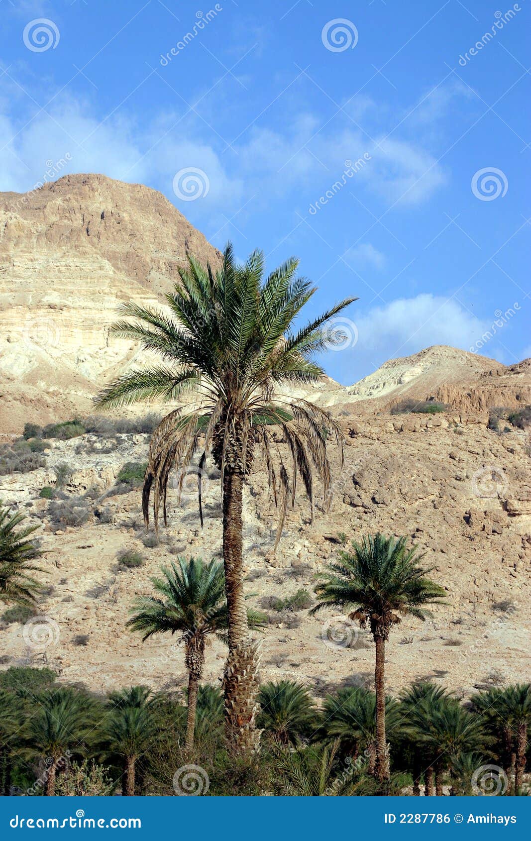 Résultat de recherche d'images pour "photos palmiers d'israël"