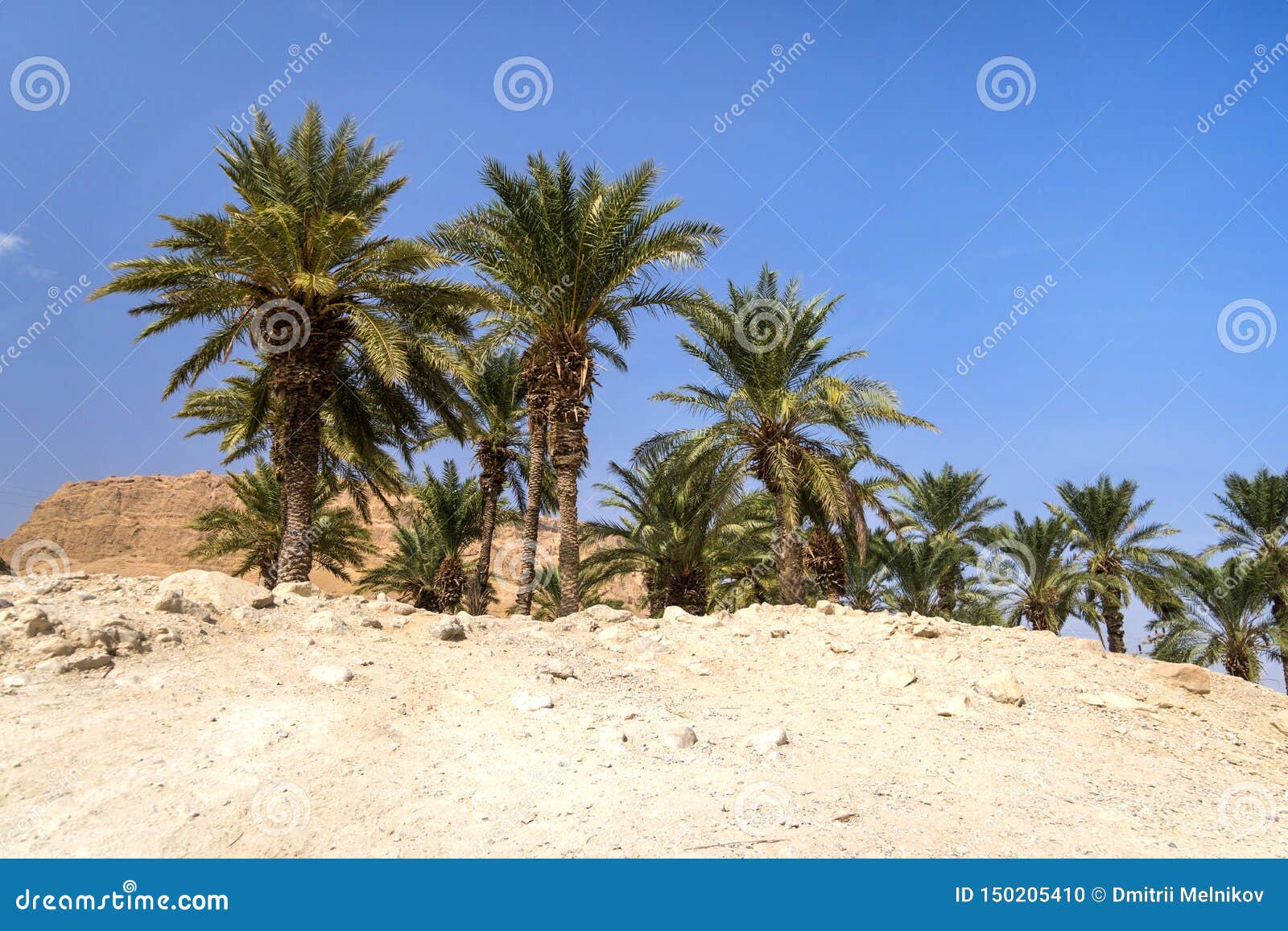 Oasis In Desert Palm Trees Grove In Desert Wilderness Deserted