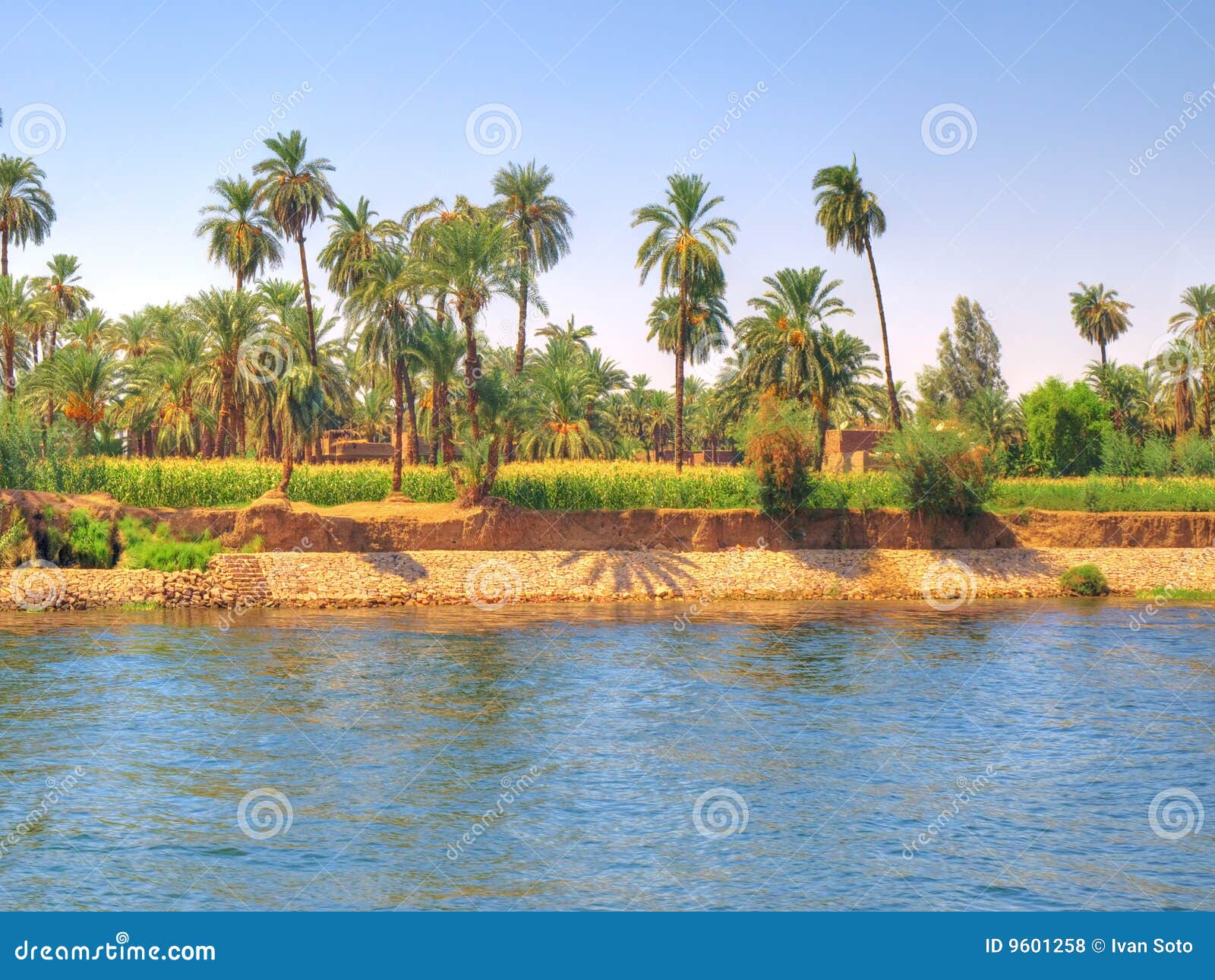 Oasis Beside Nile River Royalty Free Stock Photos - Image ...