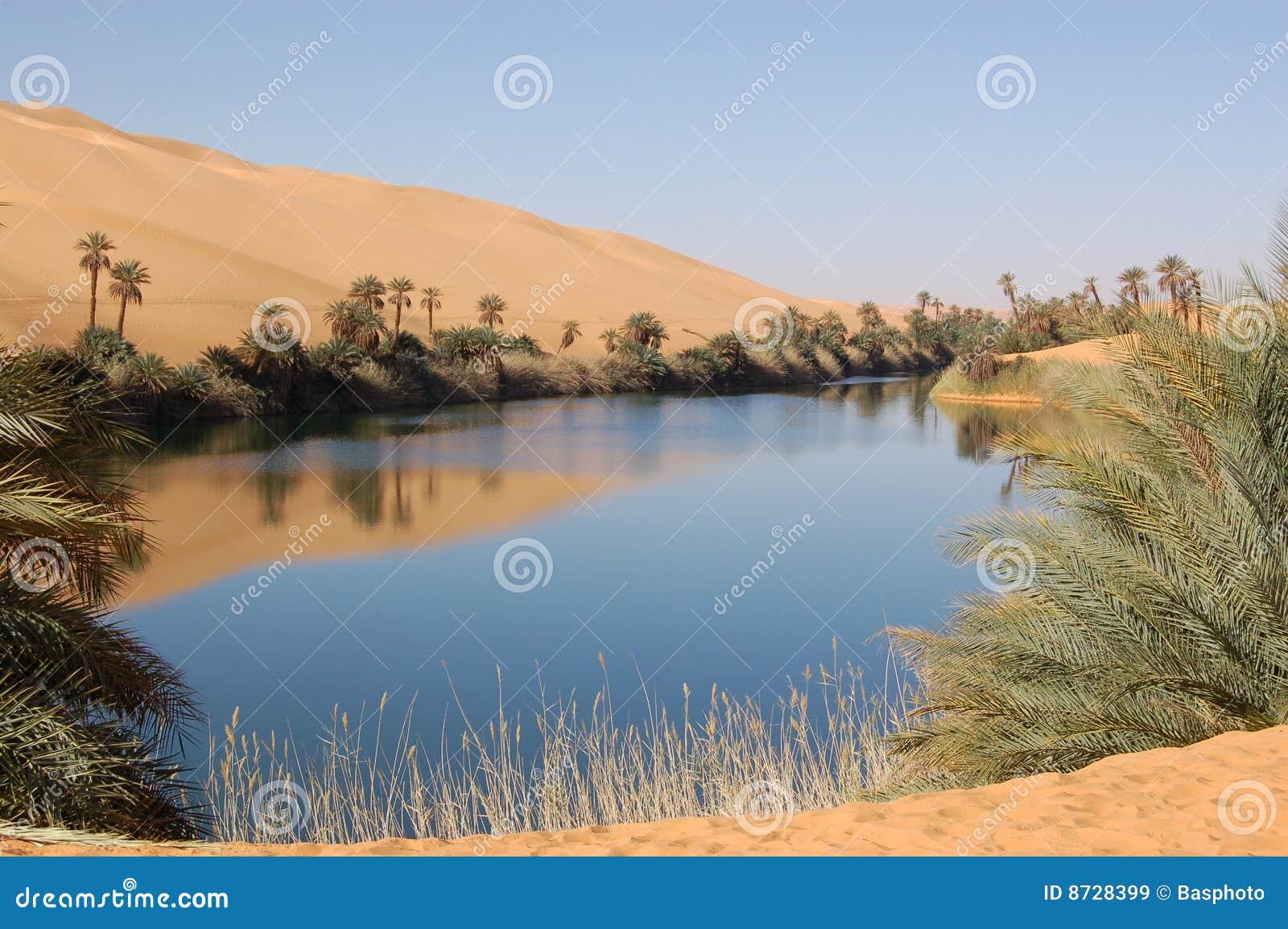 oasis, sahara desert