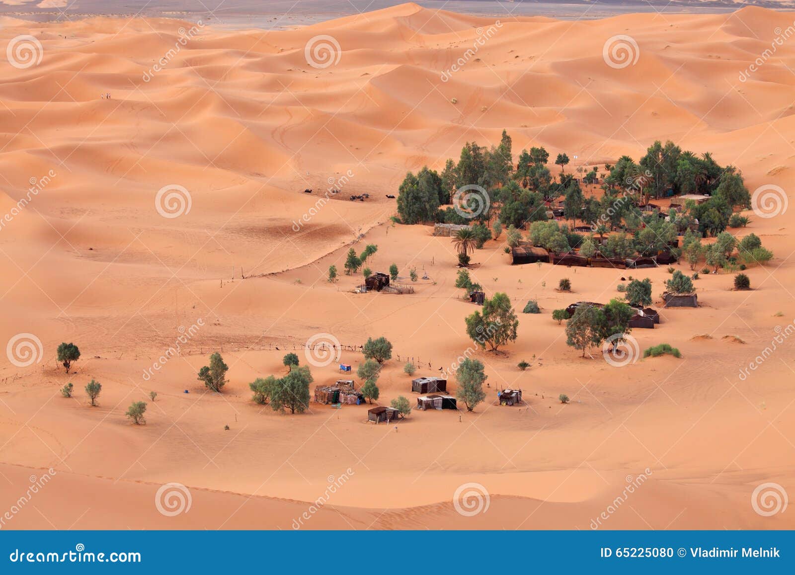 Oasis in Sahara desert stock photo. Image of sahara, tent - 65225080