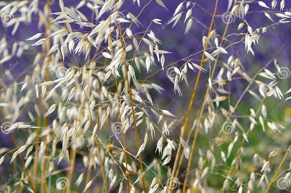 Oat stock image. Image of france, stem, tree, cereal 12106517