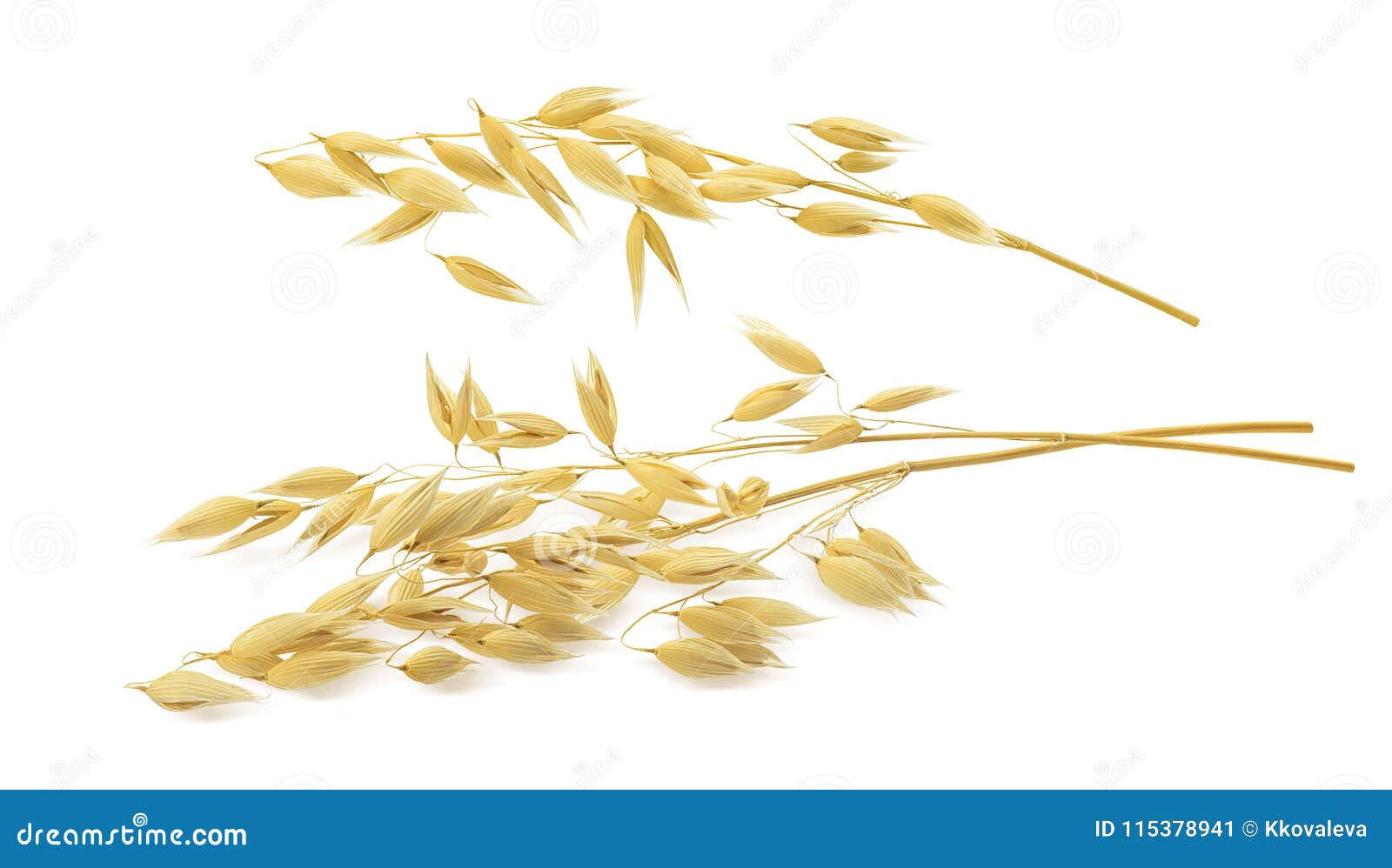 oat ears  on white background with clipping path