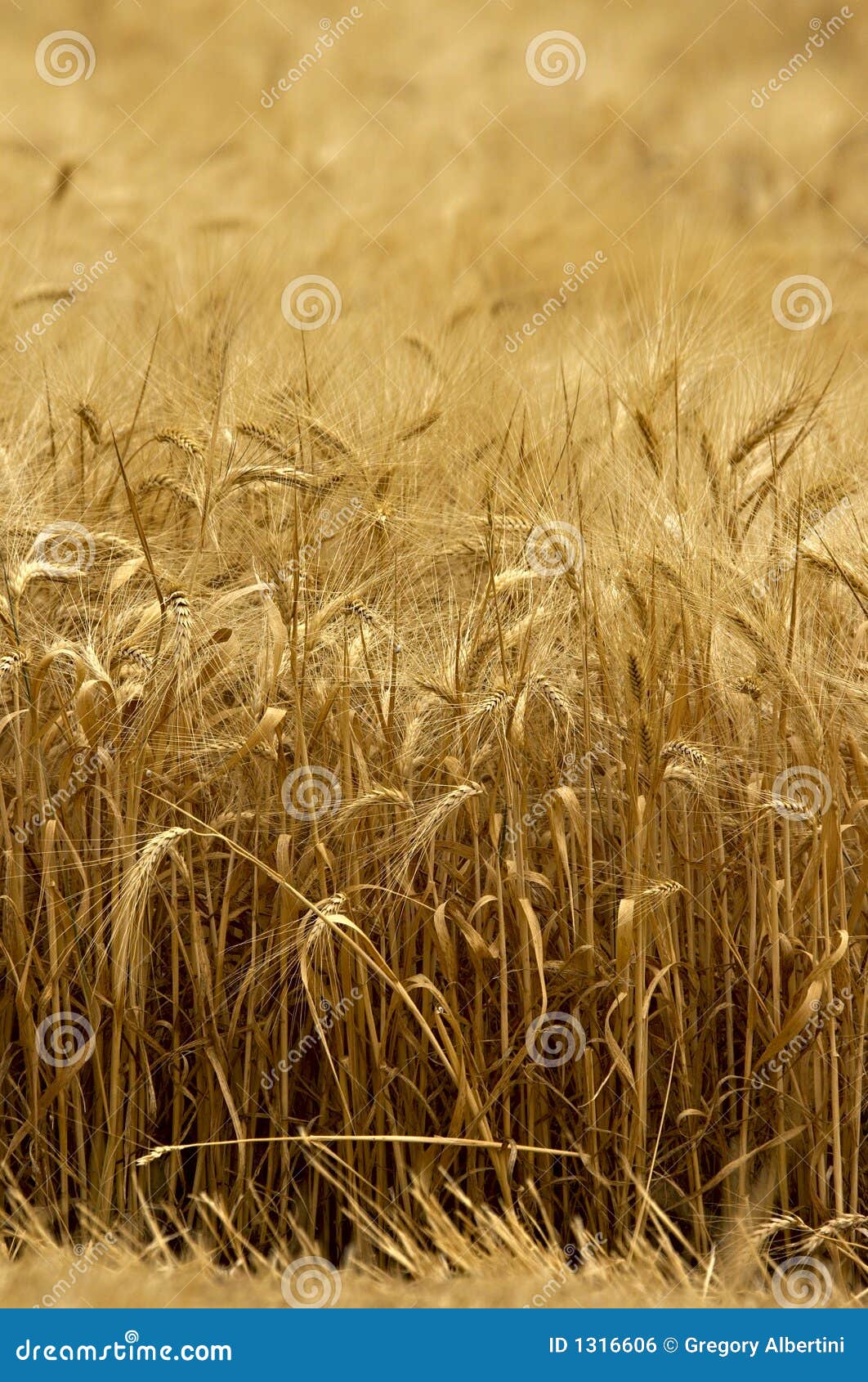 Oat field stock photo. Image of farmer, agricultural, france 1316606