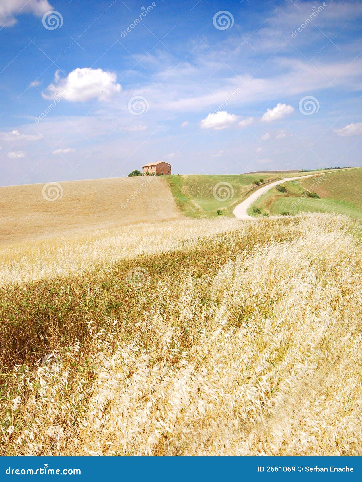 Field Of Oats In Tuscany Oat Field In Tuscany Royalty Free Stock Images Image