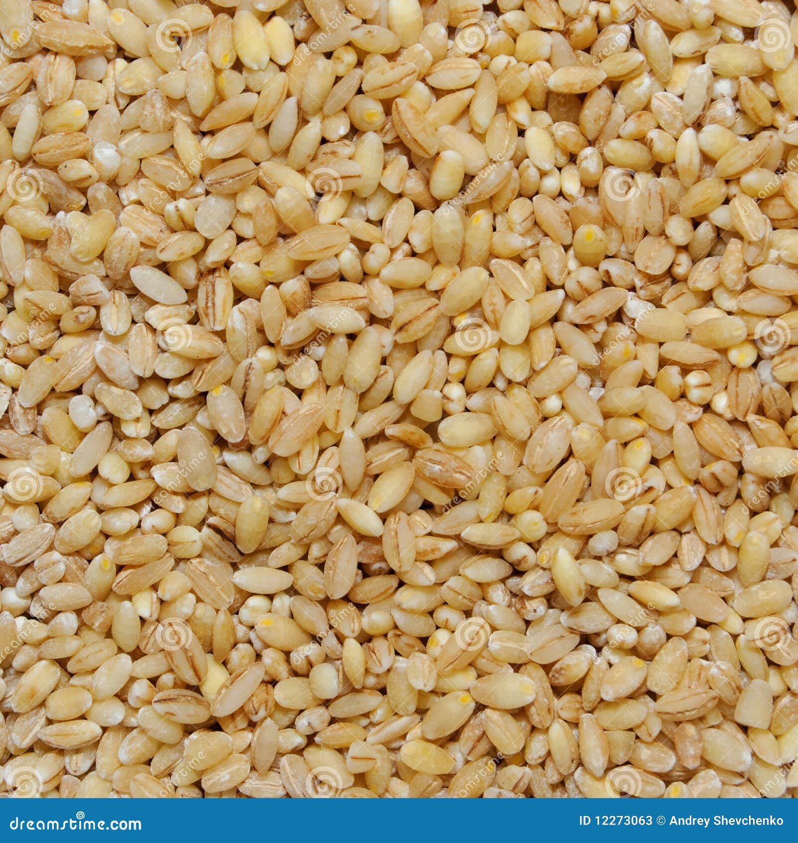 Oat grains stock image. Image of organic, cereal, purified 12273063
