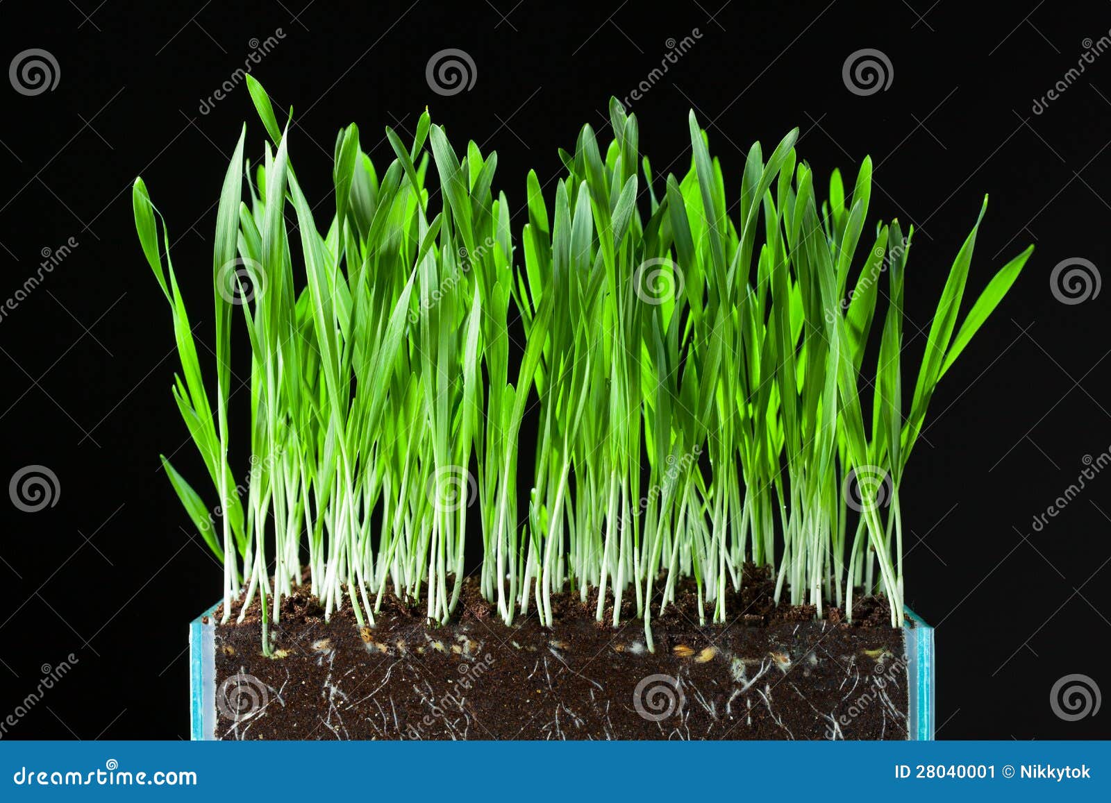 oat grass and roots