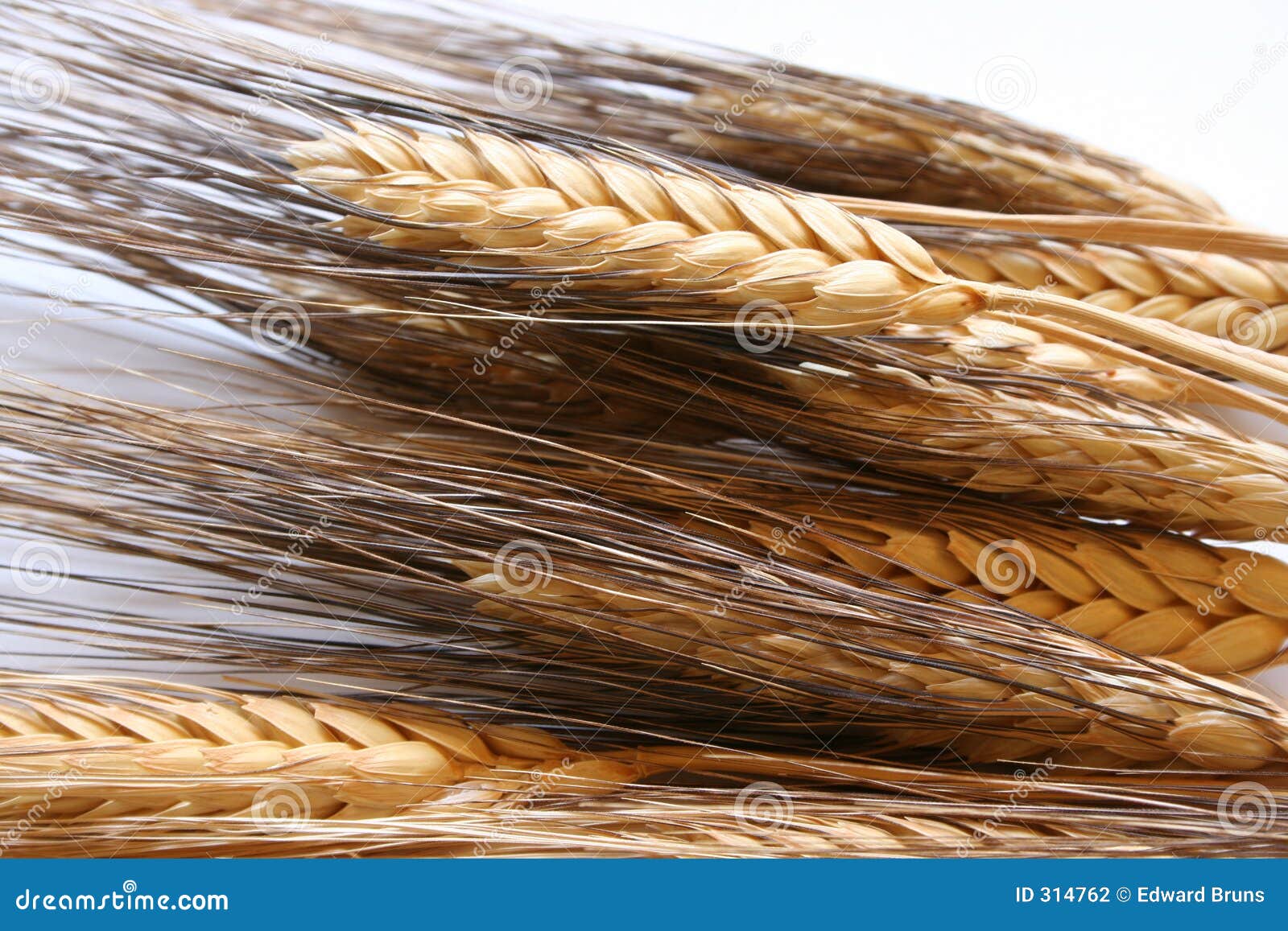 oat straw