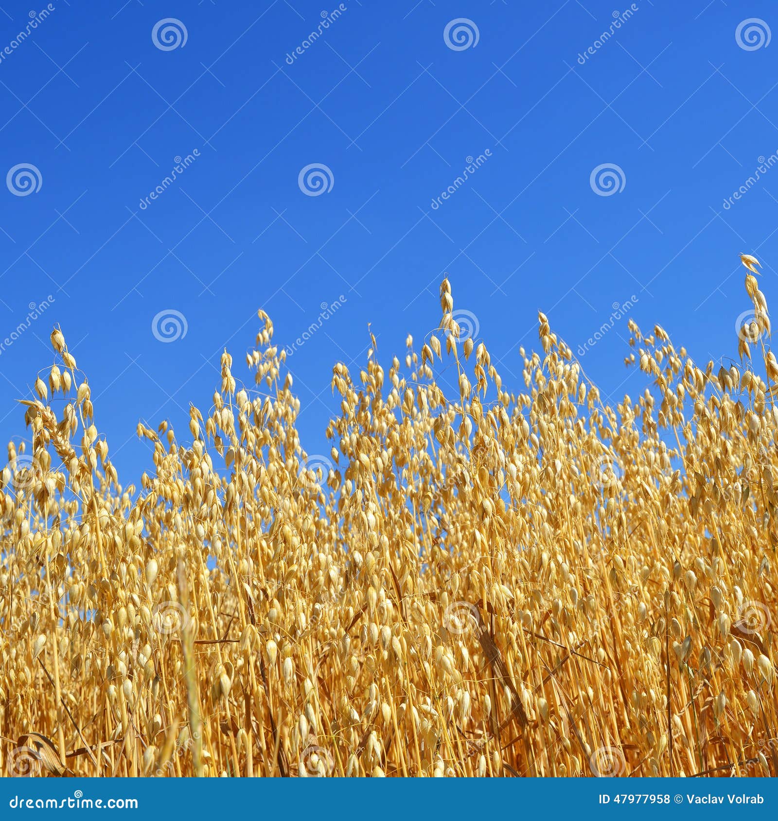 oats field