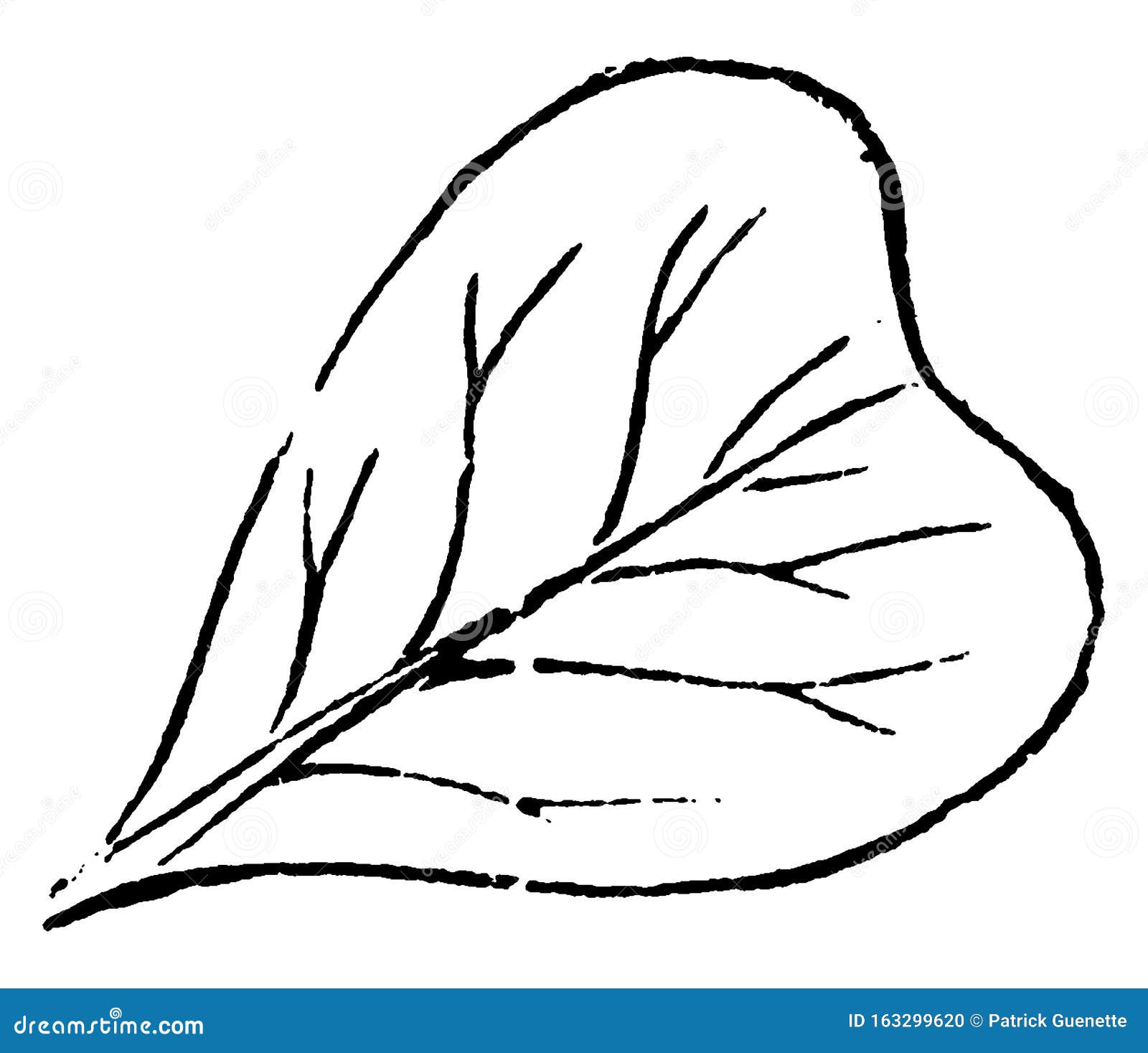 obcordate and retuse leaf vintage 