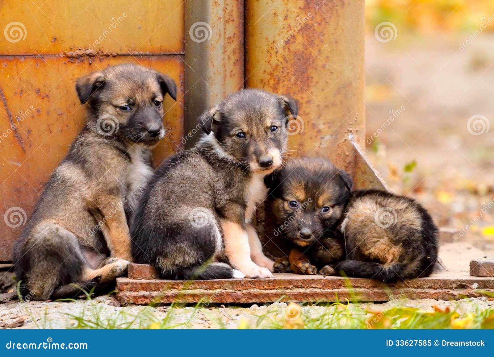Obdachlose Hunde Stockbild Bild Von Hunde Obdachlose