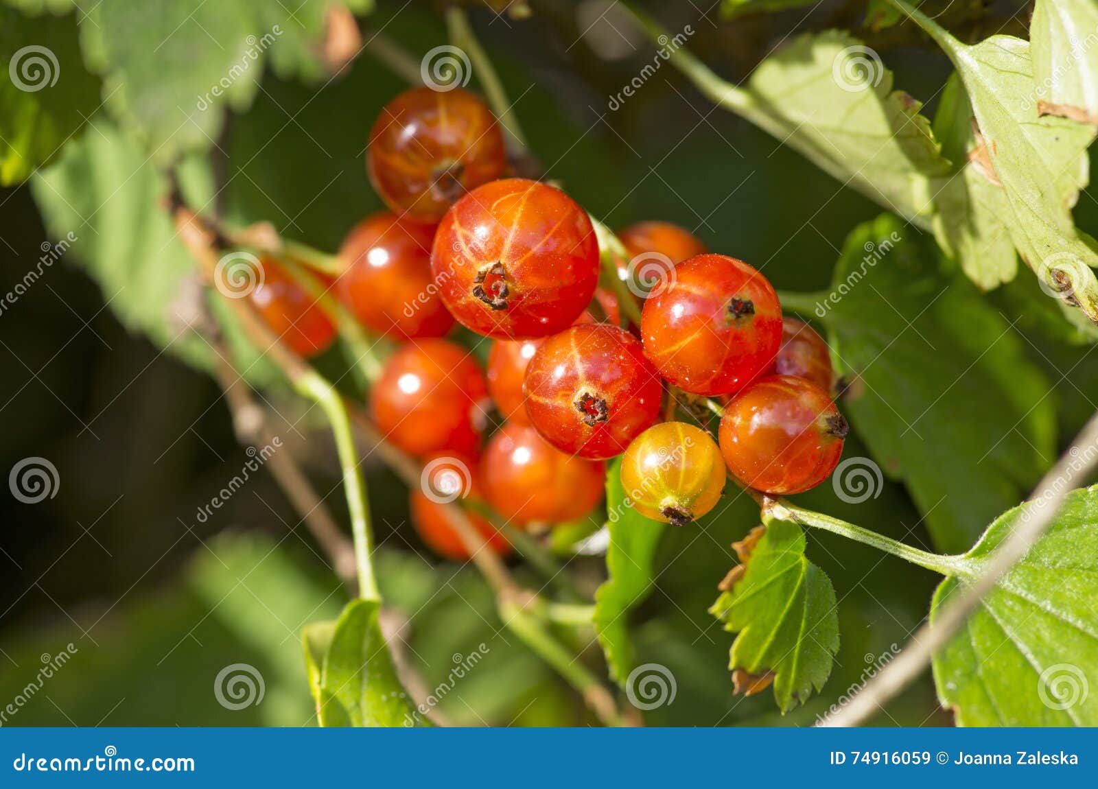 Obecna czerwony. Ribes spicatum Robson czerwonego rodzynku jagody na krzaka makro- zbliżeniu