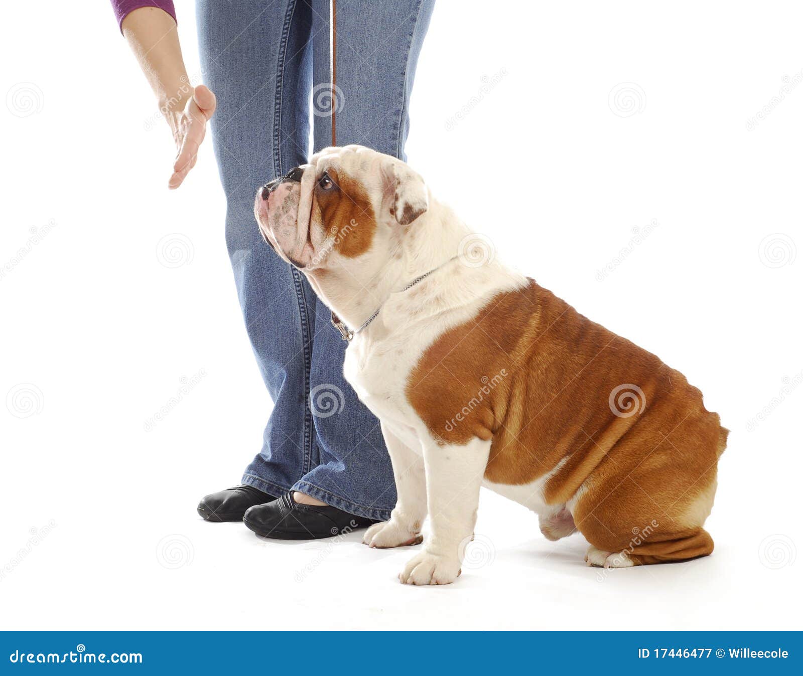 obedience training dog