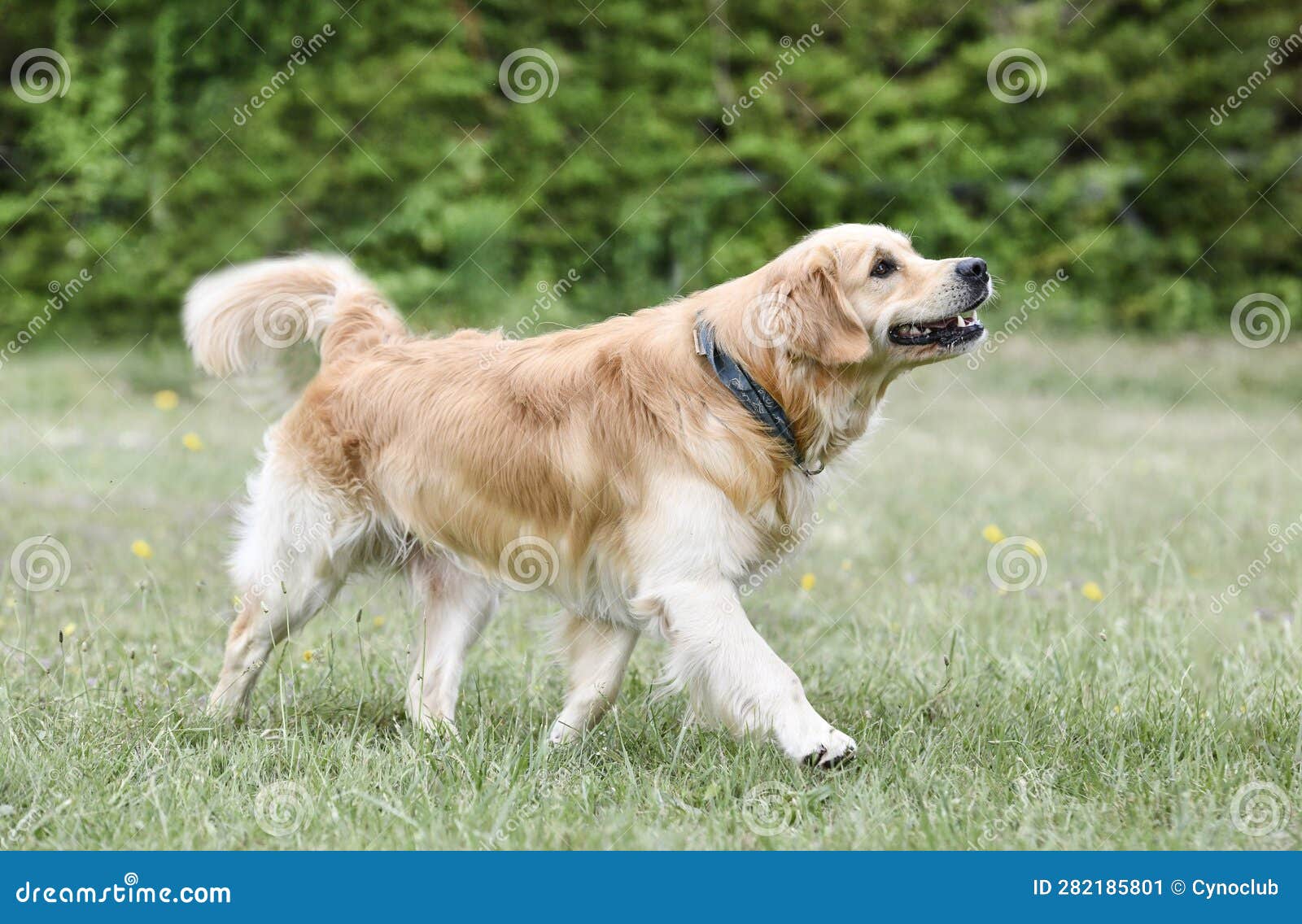 Obedience Training with a Golden Retriever Stock Image Image of