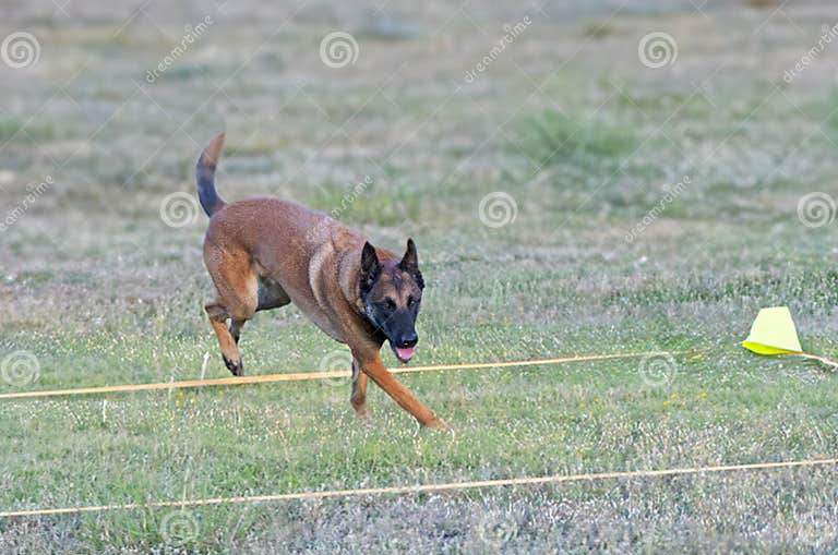 Malinois training near me