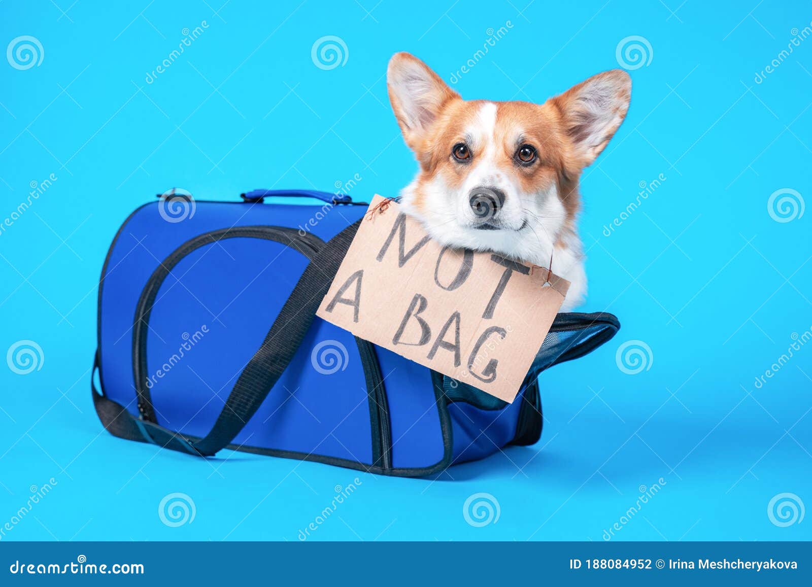 corgi carrier