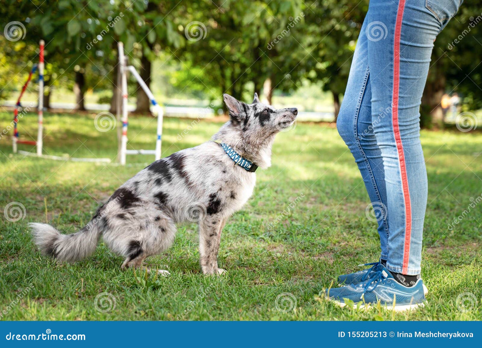 Obedient Dog Doing Walking Exercise with Owner. Training Sit Command