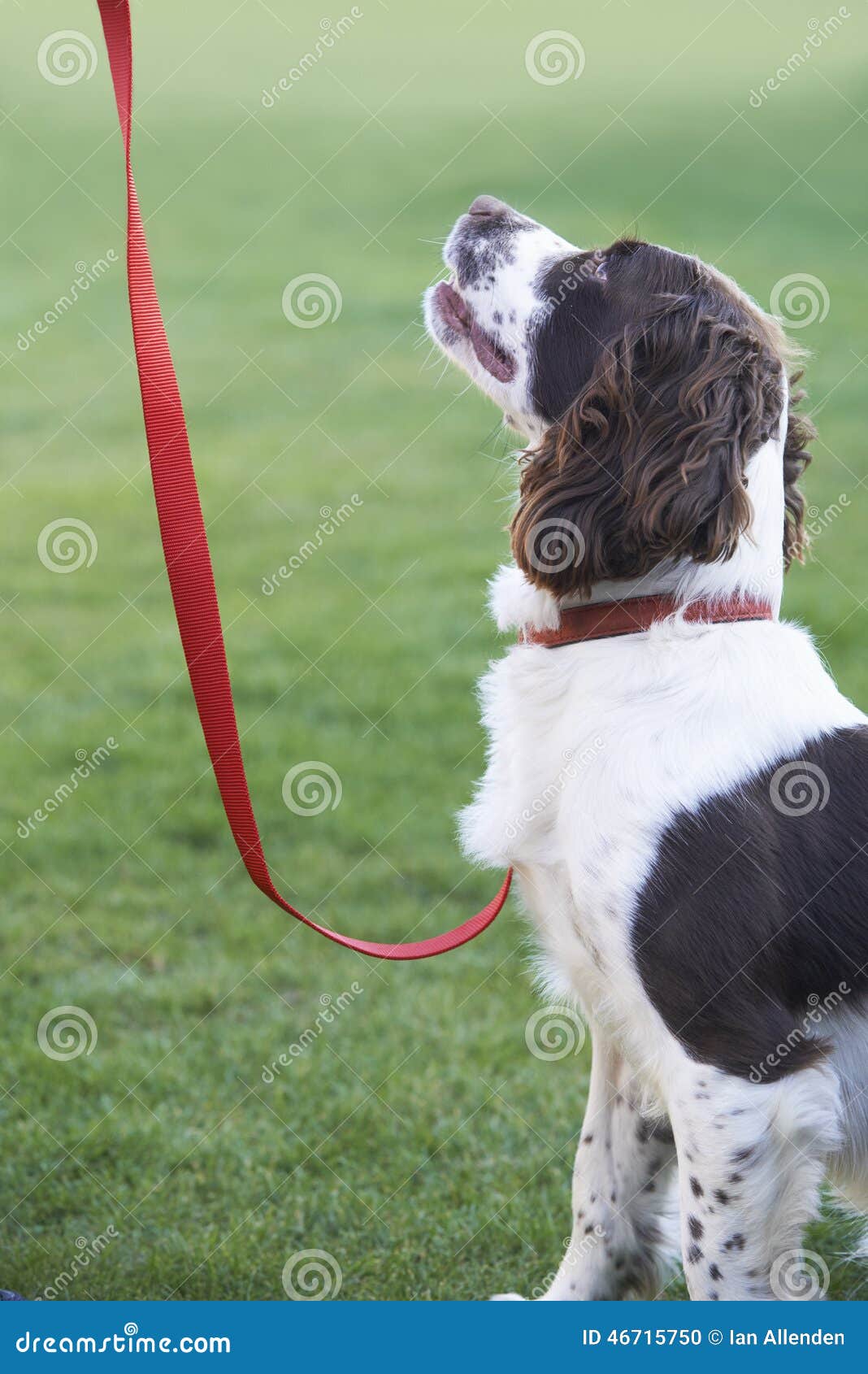 Obedient Spaniel Dog on Leash Outdoors Stock Photo Image of outdoors