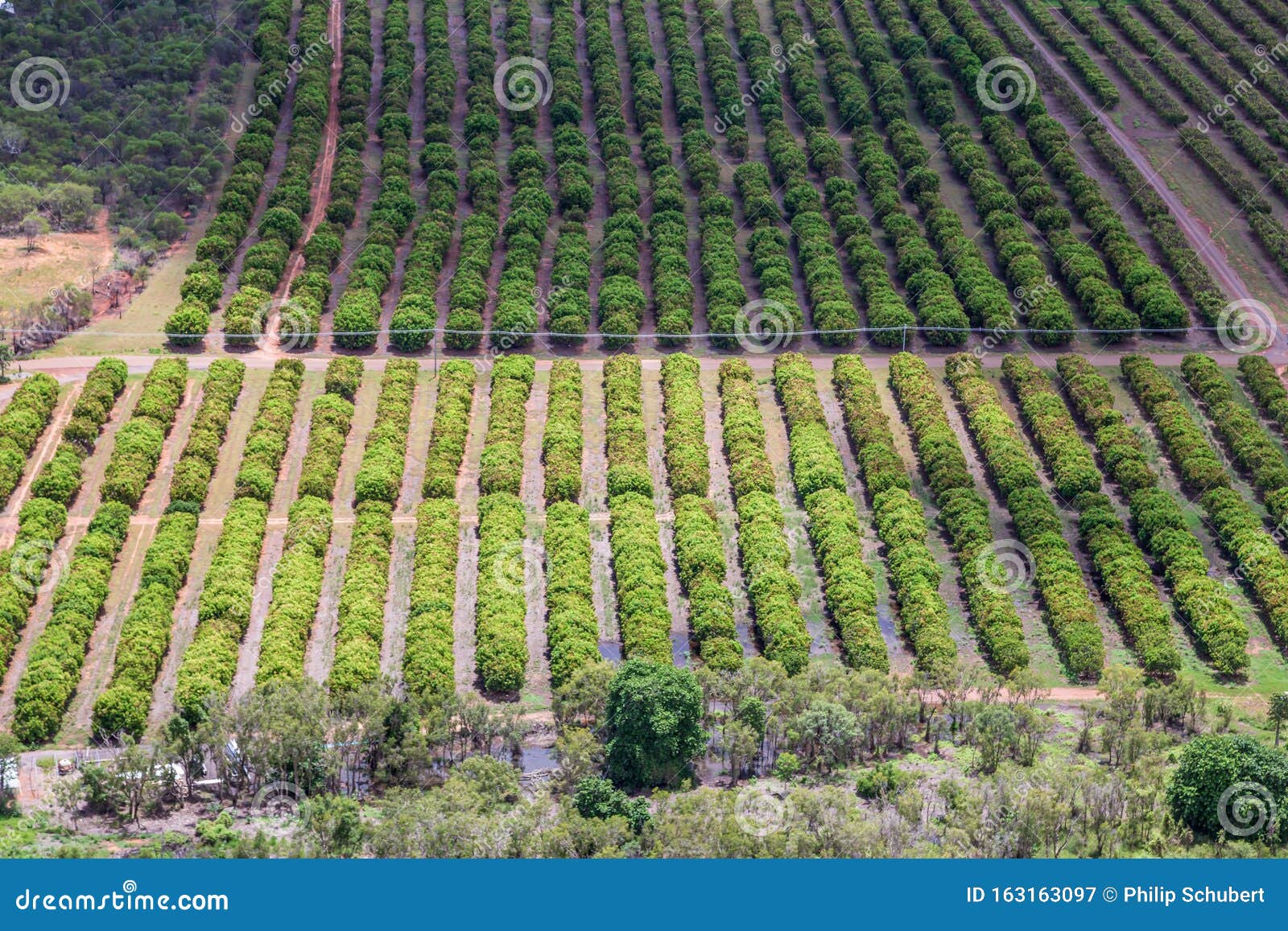 vew of sandalwood plantation in the ord river irrigation scheme at kununurra in the kimberley