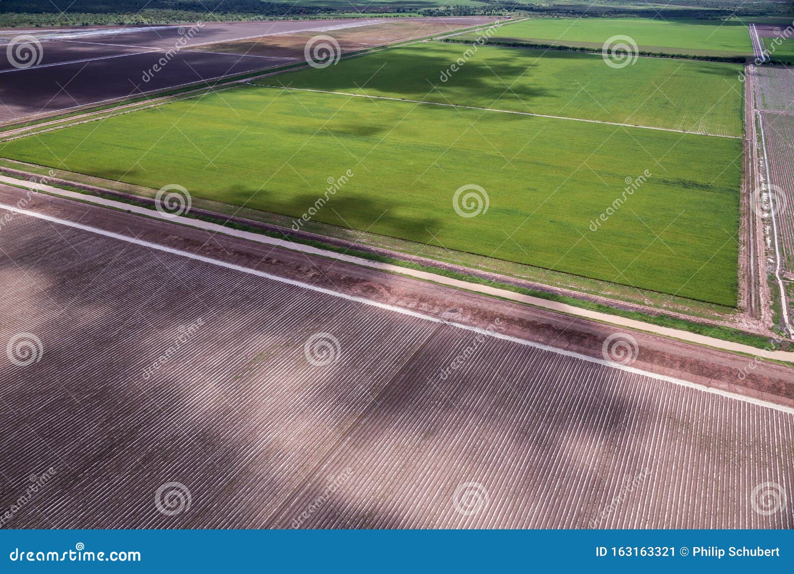 view of sandalwood plantation in the ord river irrigation scheme at kununurra in the kimberley