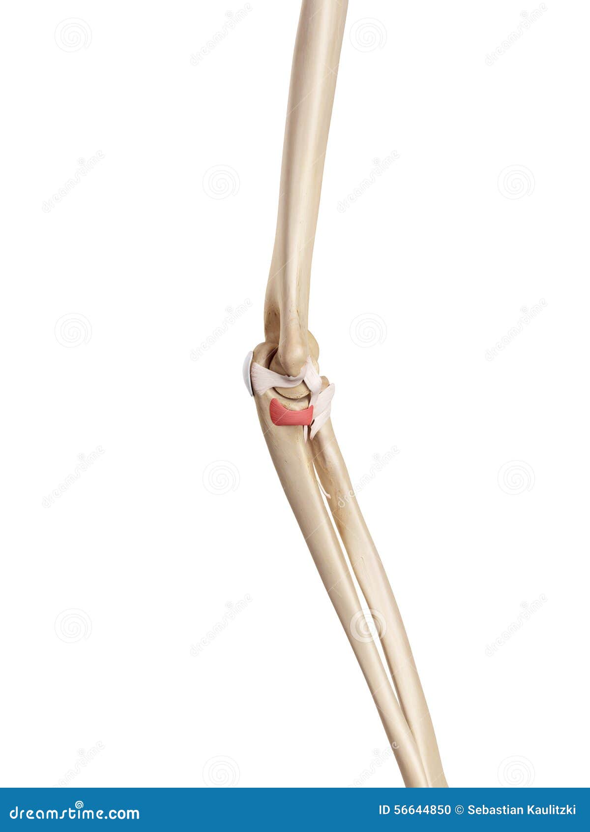 the oblique bandetral ligament