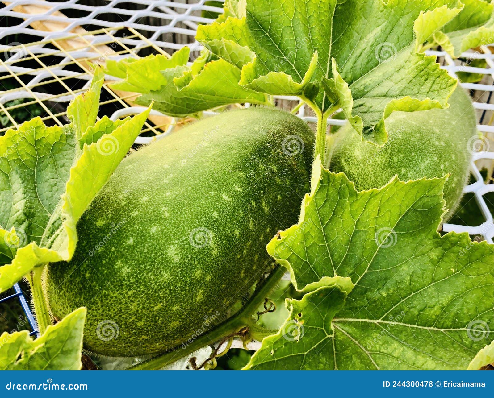 an oblong winter melon, gourd on a climbing shelf