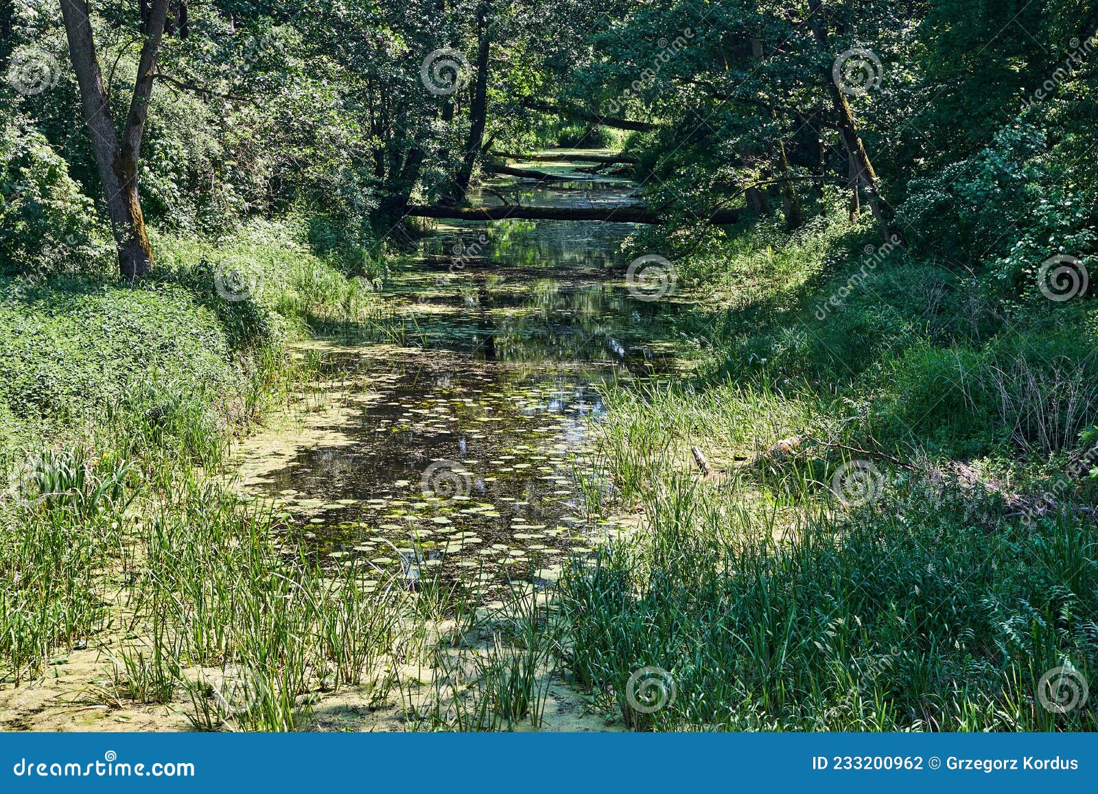 the obra river flowing through the forest during summer