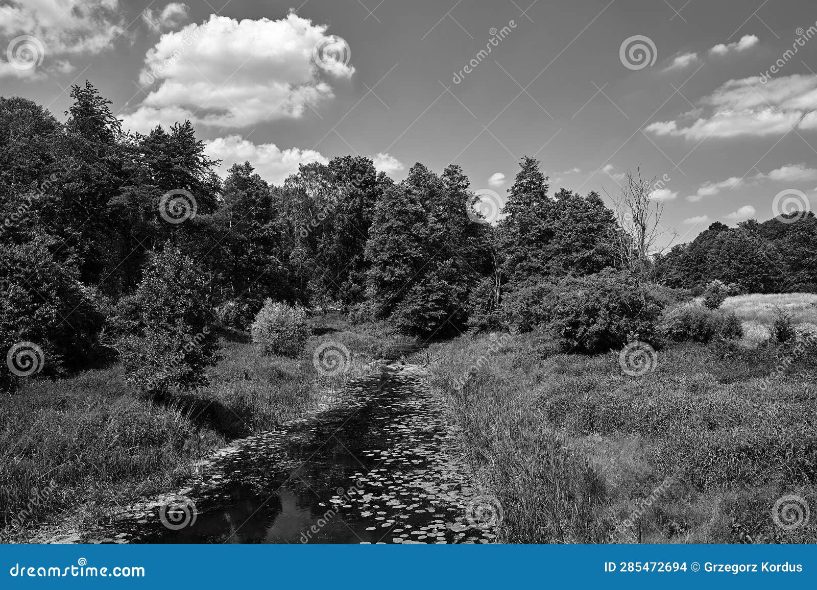 the obra river flowing through the meadow during summer